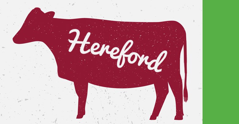 hereford beef 