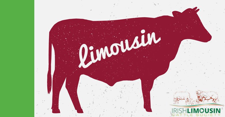 Limousin cattle factory