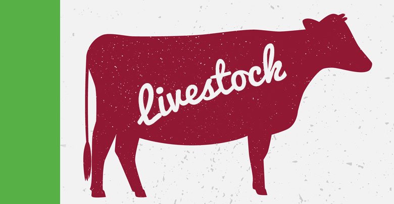 livestock 